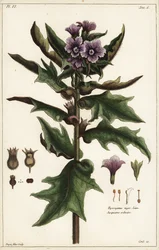 Black henbane, jusquiame noire, Hyoscyamus niger Linn