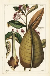 Common milkweed