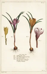 Different Species of Spring Crocus, Crocus vernus, Linn