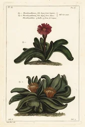 Elkhorn plant