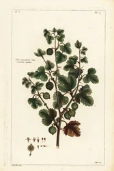 Gooseberry