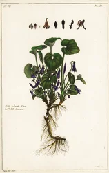 Sweet violet